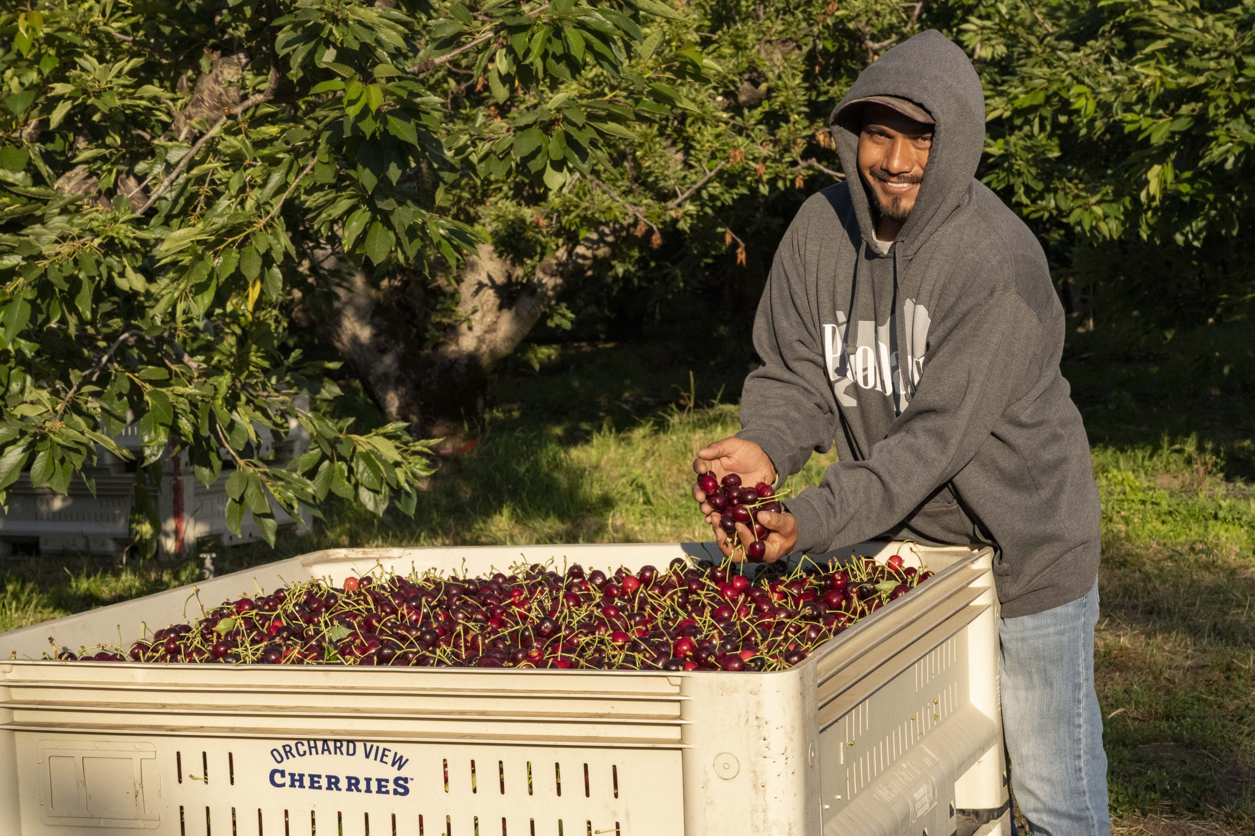 Orchard View Cherries | The Dalles, OR